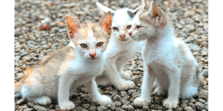 В Лос-Анджелесе создана федеральная группа по борьбе с жестоким обращением с животными