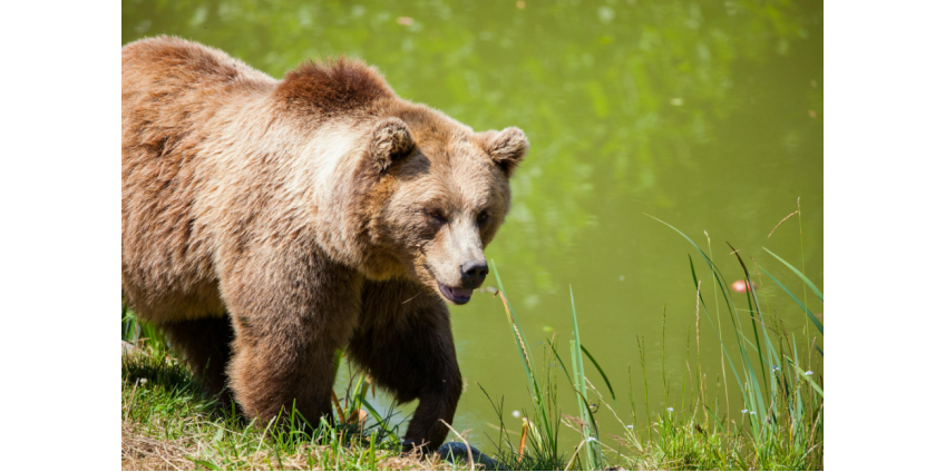 Житель Иркутской области голыми руками отбился от медведя
