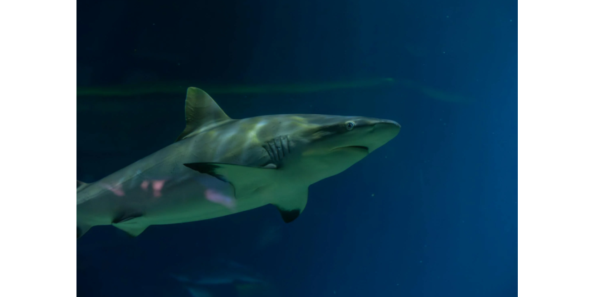 В Австралии акула напала на опытного серфера в 100 метрах от берега