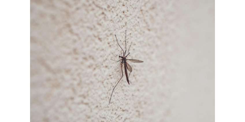 В Лос-Анджелесе выявлены первые случаи заражения вирусом Западного Нила в 2025 году