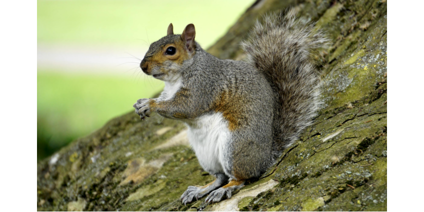 Агрессивная белка отправила в больницу двух человек