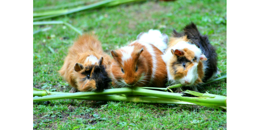 В Аризоне полиция вернула похищенных морских свинок