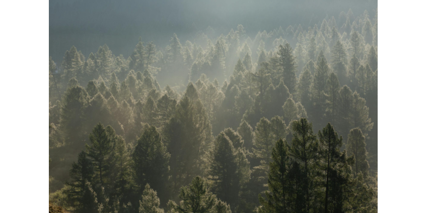 Появилась новая версия бесследного исчезновения российской семьи в тайге