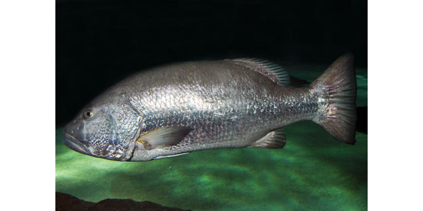 Житель Панамы Пейро поймал кубера длиной 126 сантиметров и побил мировой рекорд