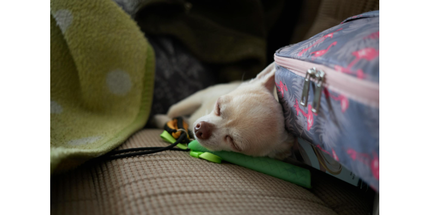 В Калифорнии приняли пакет законов о защите животных и запрете «щенячьих фабрик»