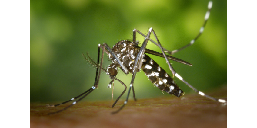В округе Лос-Анджелес зарегистрирован первый местный случай лихорадки денге в 2025 году