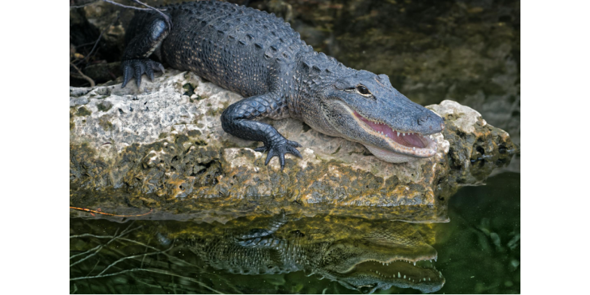 Реку Фицрой с крокодилами сочли пригодной для соревнований по гребле на ОИ-2032