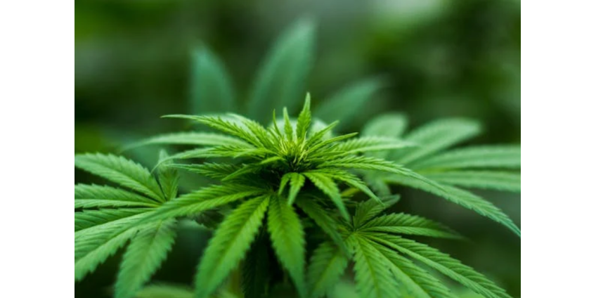 В Аризоне отозвали партии марихуаны из-за риска заражения грибком и свинцом