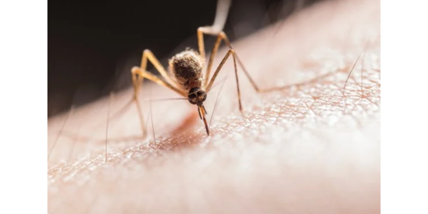 В Лос-Анджелесе зафиксирована первая в этом году смерть от вируса Западного Нила