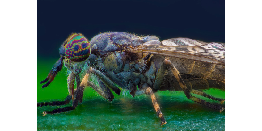 Укус насекомого погубил 31-летнего фермера