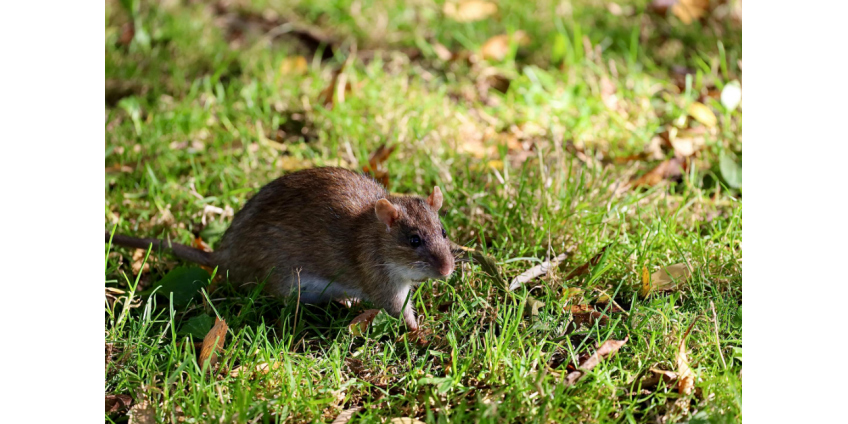 Лос-Анджелес возглавил рейтинг городов США с наибольшим количеством крыс