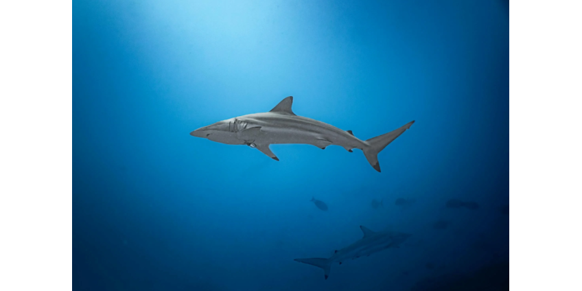 Акула попыталась оторвать руку дайверу