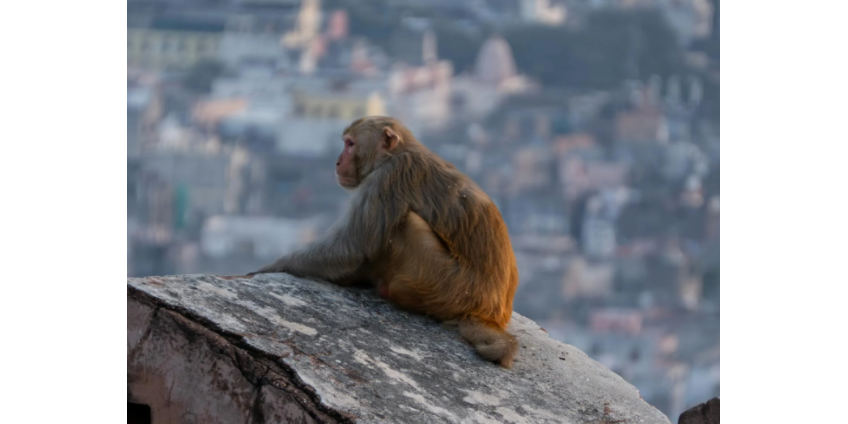 Зараженные гепатитом С и COVID обезьяны сбежали из грузовика в США