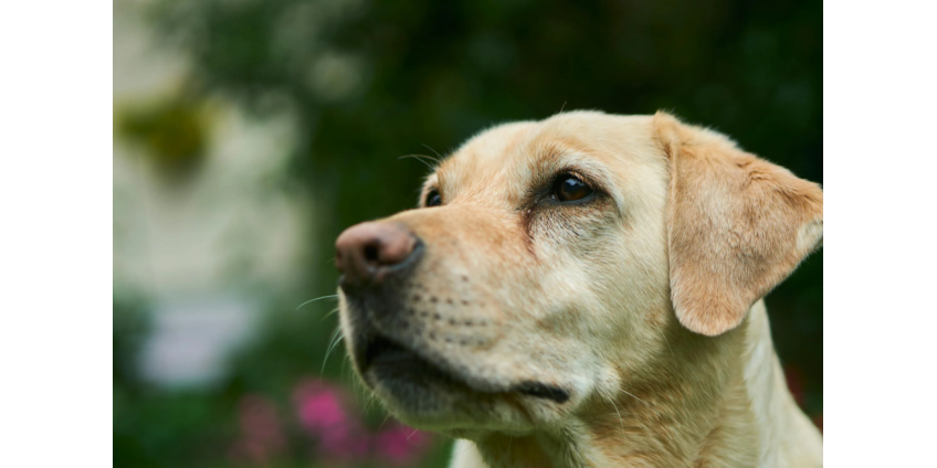 В Лос-Анджелесе ищут добровольцев для воспитания щенков будущих собак-помощников