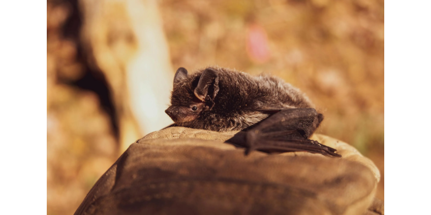 В Лос-Анджелесе зафиксирован резкий рост числа летучих мышей, заражённых бешенством