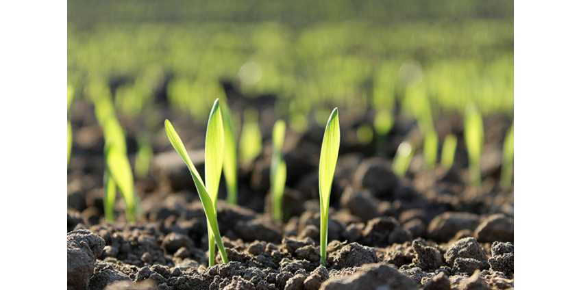 Супруги нашли на своих грядках старинные монеты и продали их за 467 тысяч фунтов стерлингов