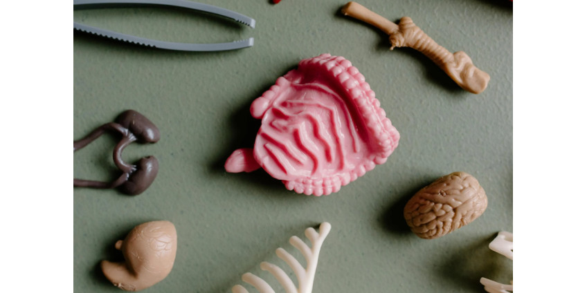 Раскрыт мощный механизм длительной защиты от вирусов