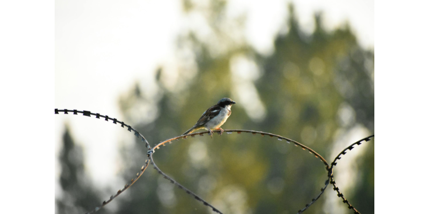 В Коннектикуте каннибала освободили из психбольницы на 50 лет раньше