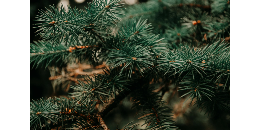 В Сан-Диего открылись рождественские елочные базары Moon Valley Nurseries