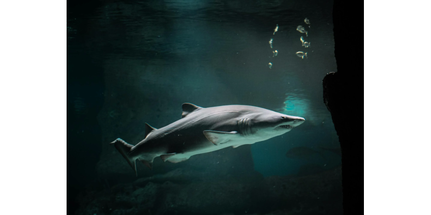 Акула растерзала снимавшую дельфинов девушку