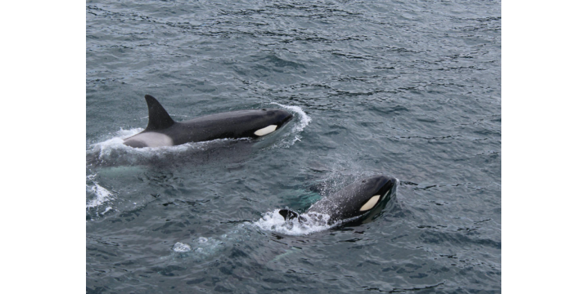 Киты-убийцы напали на яхту посреди ночи