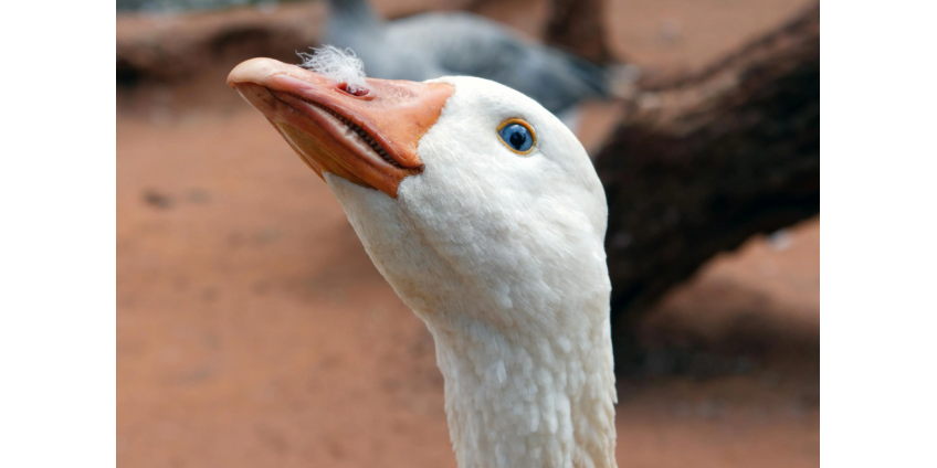 В США 72-летняя женщина попала в больницу из-за свирепых гусей