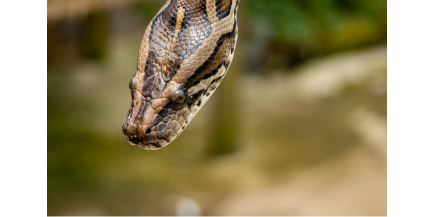 Гигантский питон сбросил фермера с мотоцикла и расправился с ним