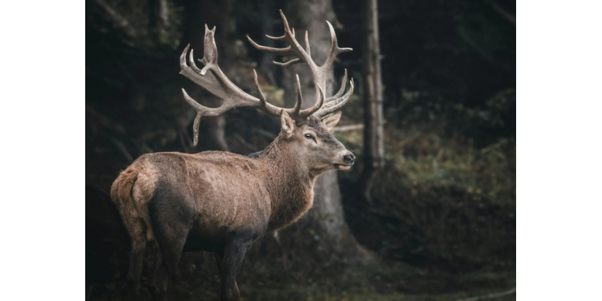 Два оленя выбежали на автостраду в Лос-Анджелесе