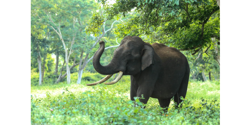 Пассажирский поезд сбил стадо слонов в Индии