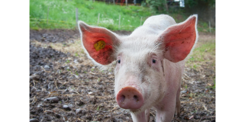 Свиные почки превзойдут человеческие по качеству для трансплантации