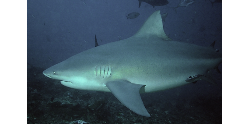 Туристка попыталась сфотографировать акулу и лишилась рук