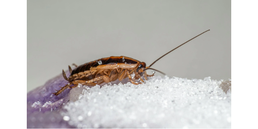 Любитель есть насекомых из США сравнил вкус тараканов с заварным кремом