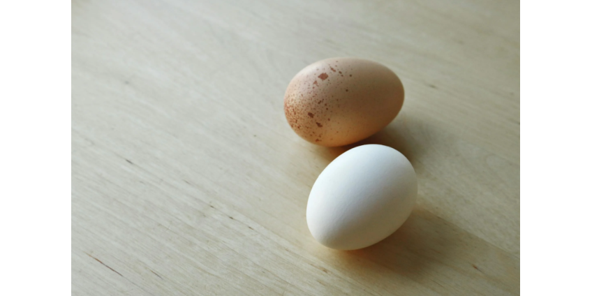 На пляже нашли яйца хищного динозавра