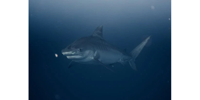 Акула растерзала подростка на пляже