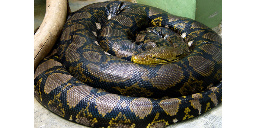 Найдена самая длинная змея в мире