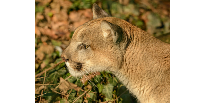 В Калифорнии пумы Южной Калифорнии и Центрального побережья признаны видом под угрозой