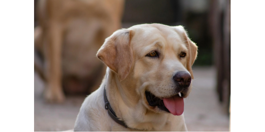 Служебная собака из пожарного департамента Финикса завершила карьеру после восьми лет работы