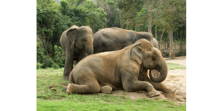 Слоны затоптали шесть человек