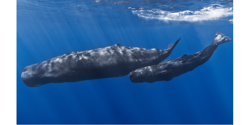 В Дании на берег выбросились кашалоты