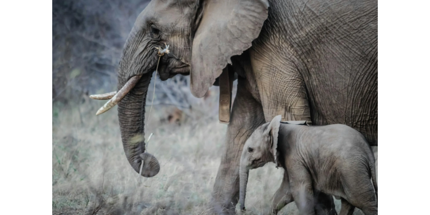 В Сан-Диего открылся Elephant Valley с африканскими слонами