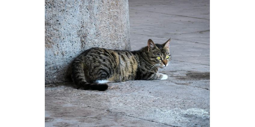 В Южном Лос-Анджелесе растёт тревога из-за жестокого обращения с животными
