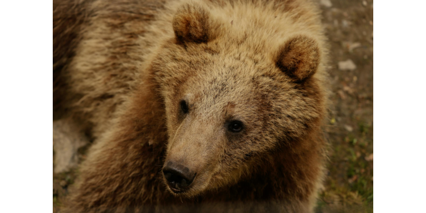 Медведь напал на американку во дворе ее дома