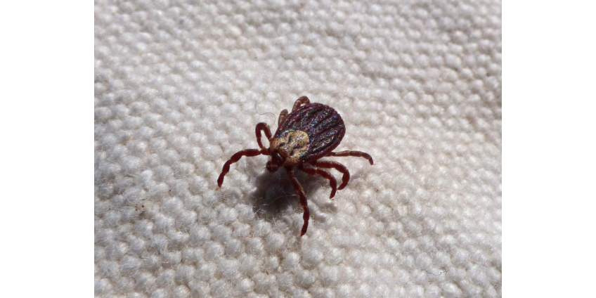 Россиян предупредили о появлении клещей-гигантов