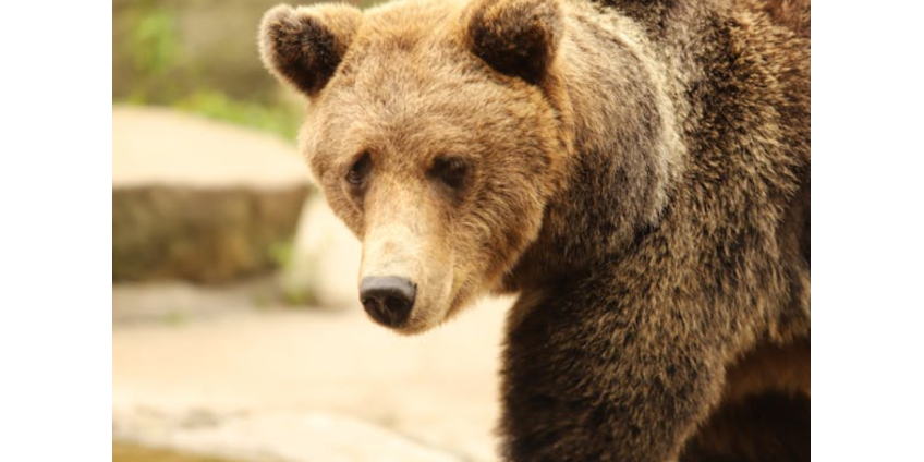 Верный пес защитил хозяев от медведя