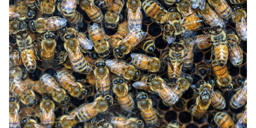 В Финиксе спасли туриста после нападения пчёл, он в критическом состоянии