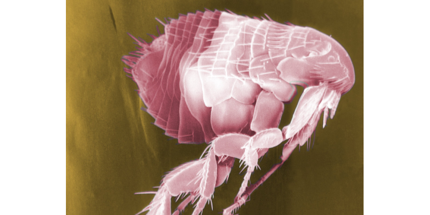 В округе Лос-Анджелес зафиксирован рекордный рост случаев сыпного тифа