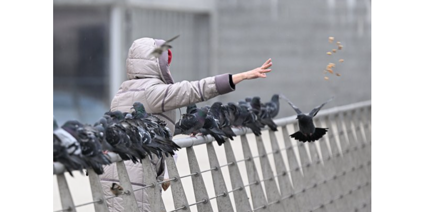 Россиян предупредили о штрафах за кормление голубей