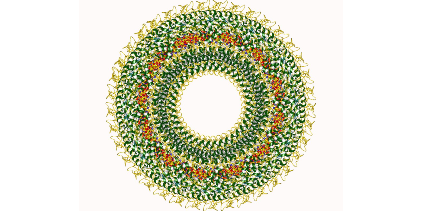 В округе Марикопа выявили случай кори, названы места возможного заражения