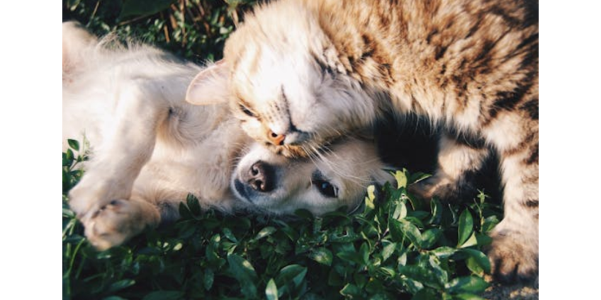 В Сан-Диего продлили часы работы приютов на фоне роста числа животных