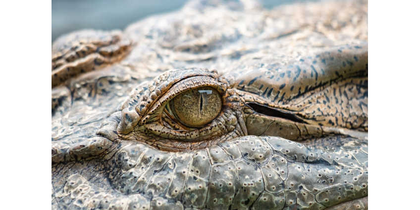 Крокодил утащил пятилетнюю девочку